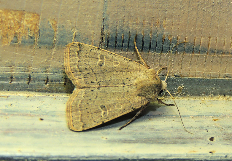 Xestia castanea Noctuidae